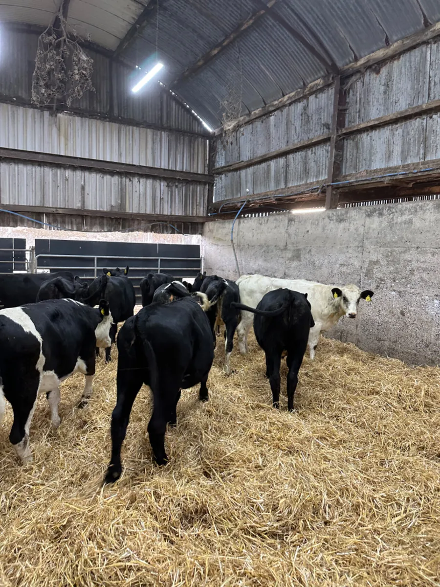 Heifers - Image 4