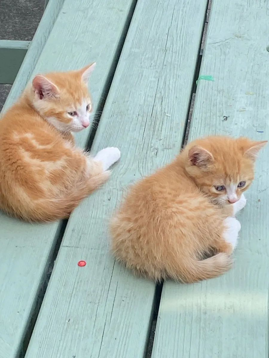 Kittens - Image 1