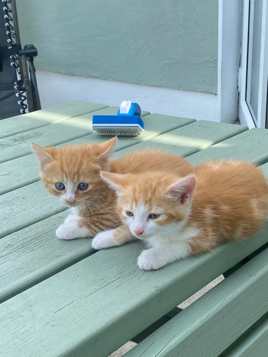 Kittens - Image 2