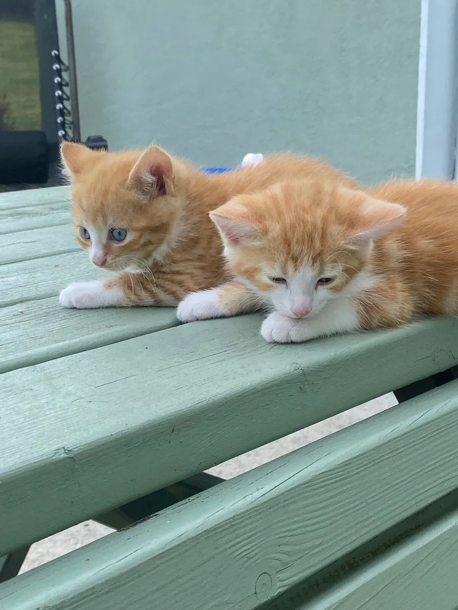 Kittens - Image 3