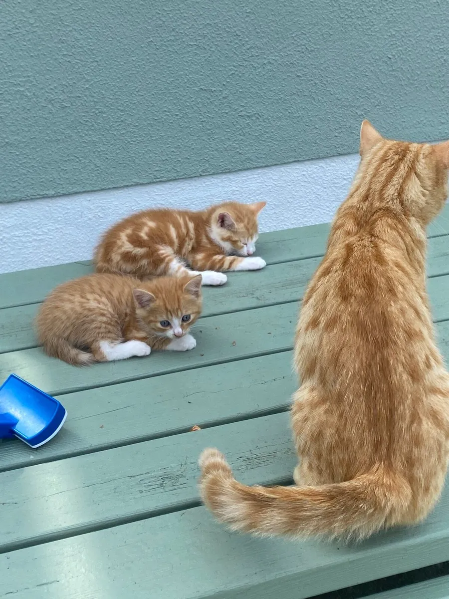 Kittens - Image 4