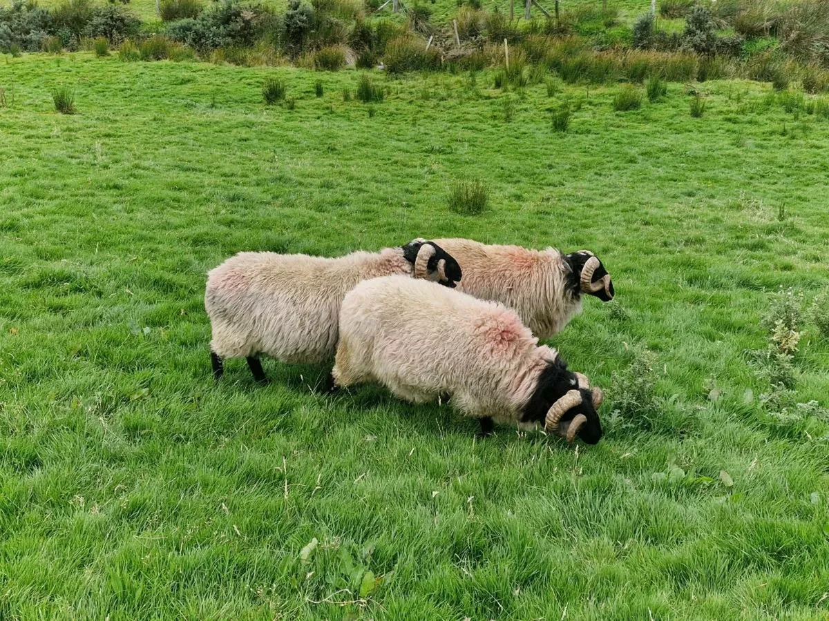 MAYO MOUNTAIN HOGGETS - Image 4