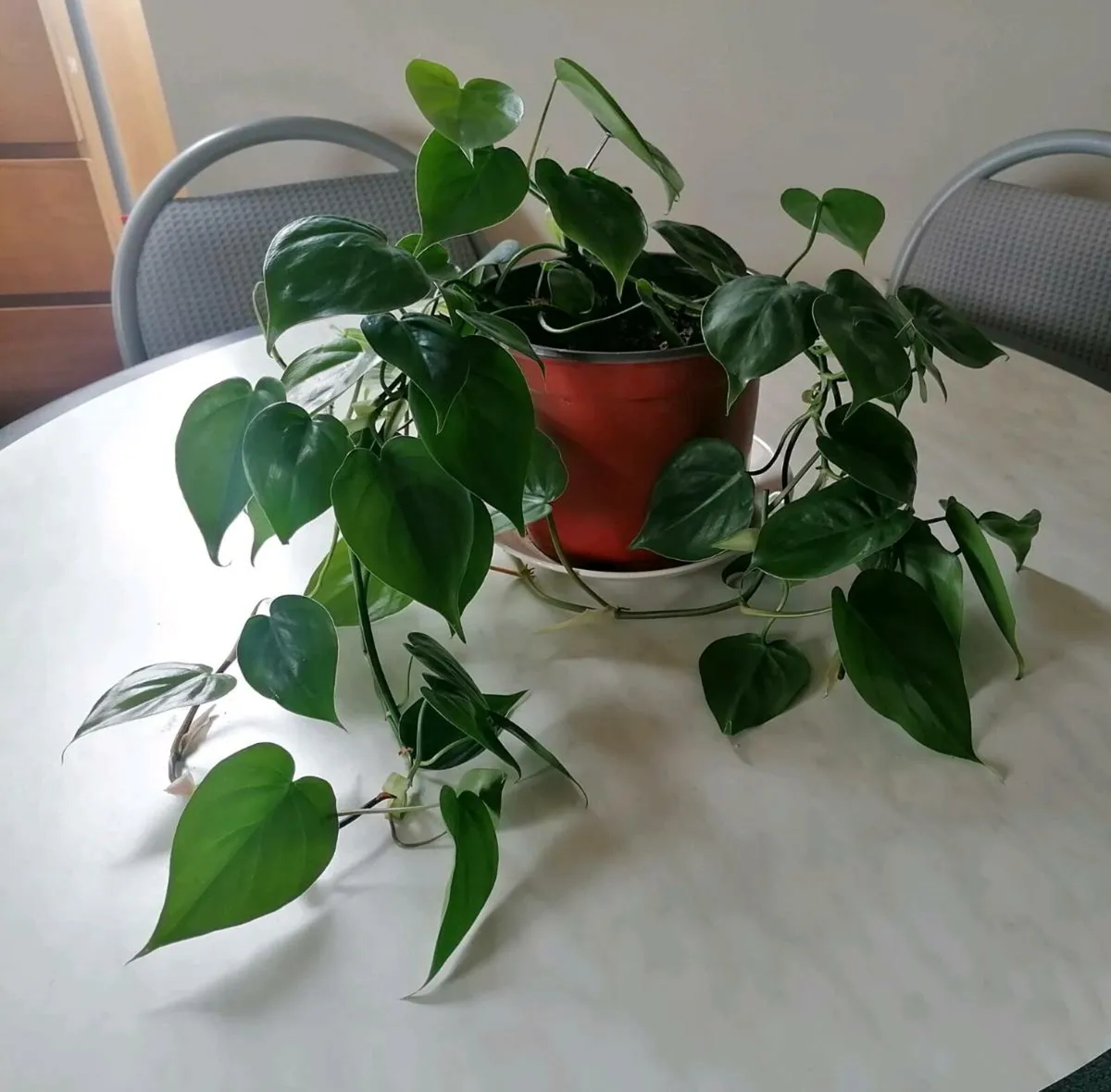Philodendron Plants