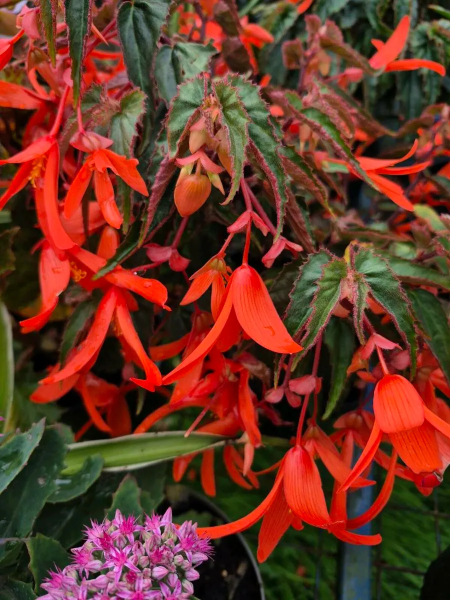Plants for sale - Image 3