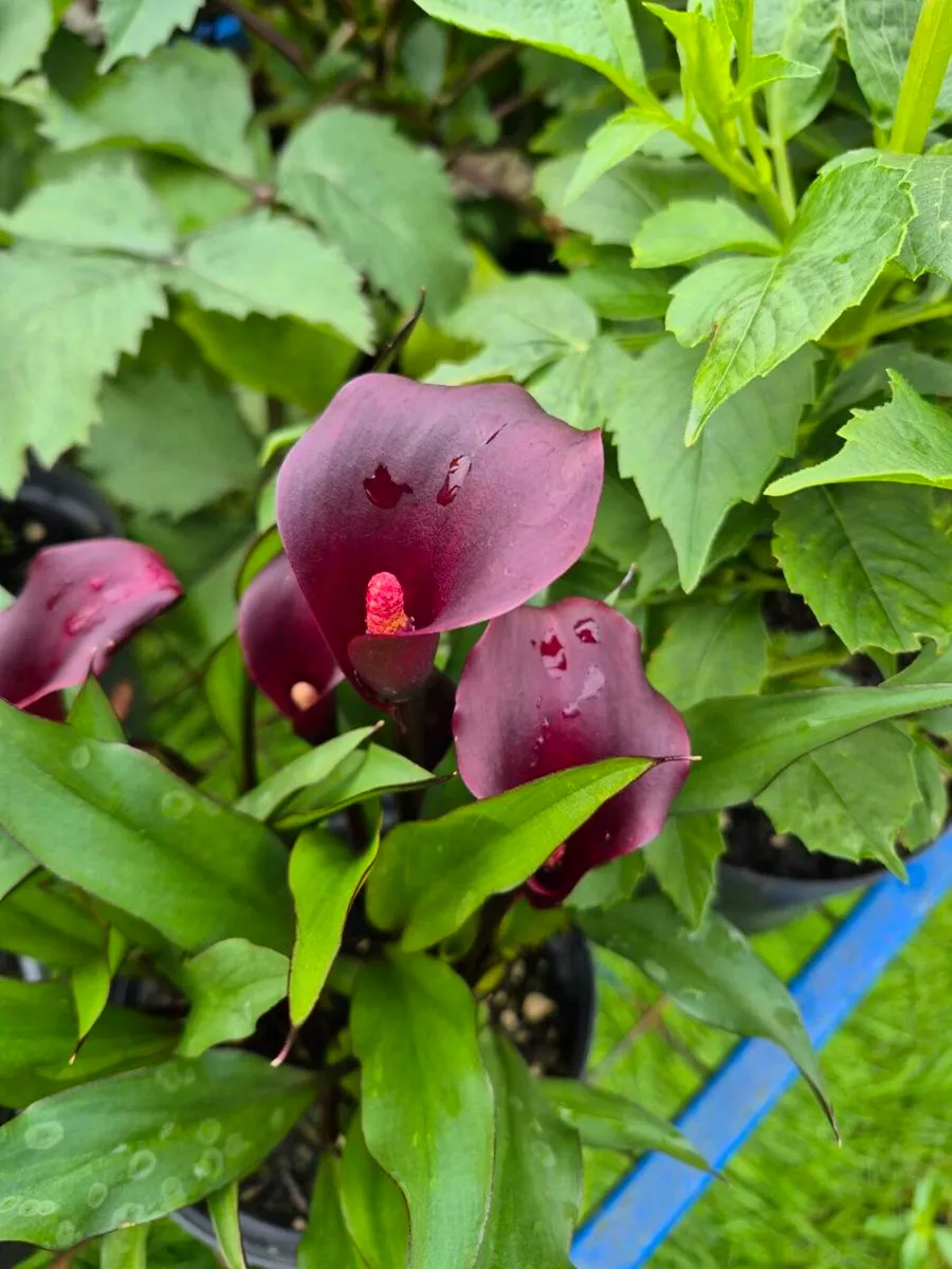 Plants for sale - Image 4