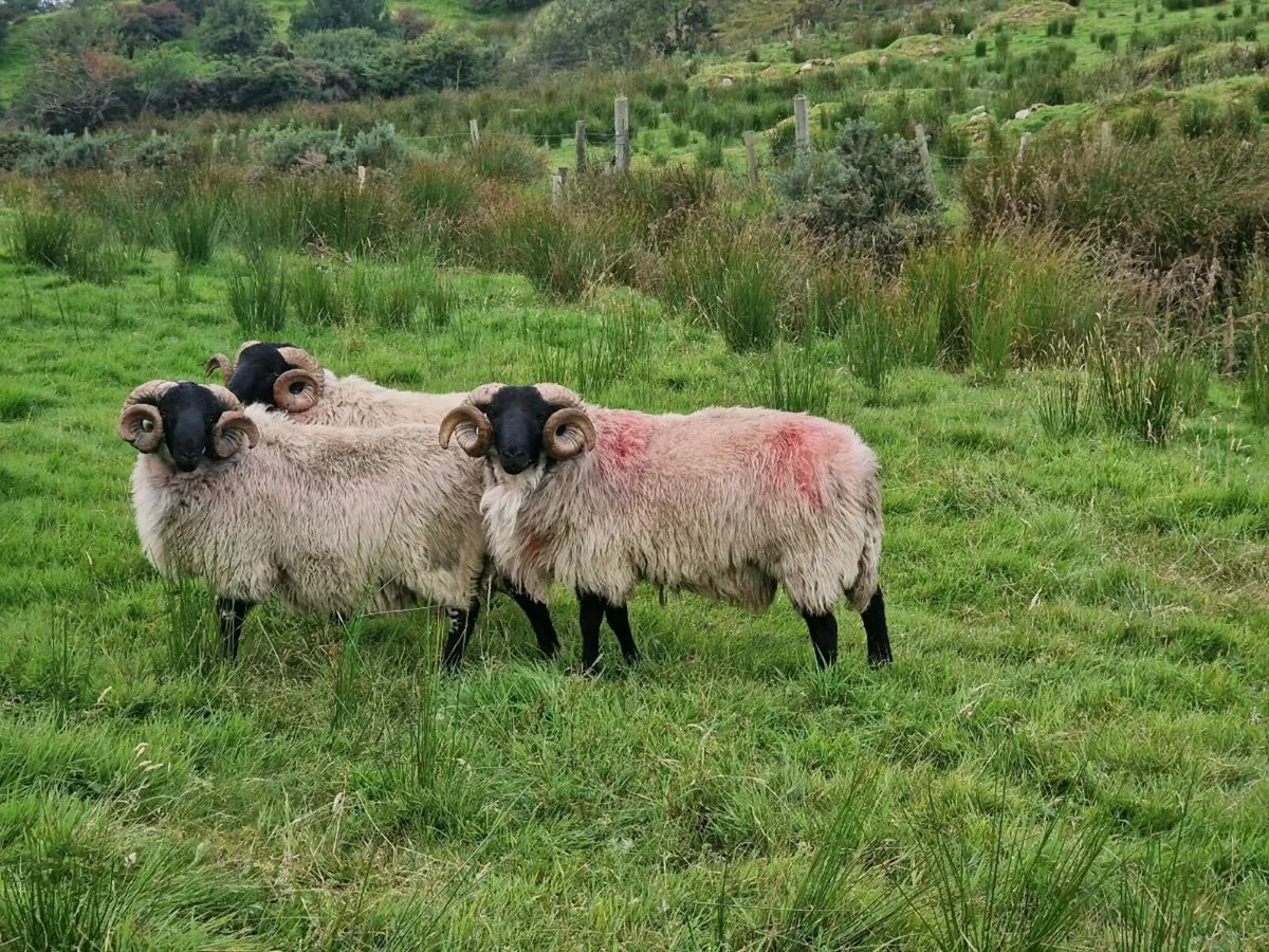 MAYO MOUNTAIN HOGGETS - Image 1