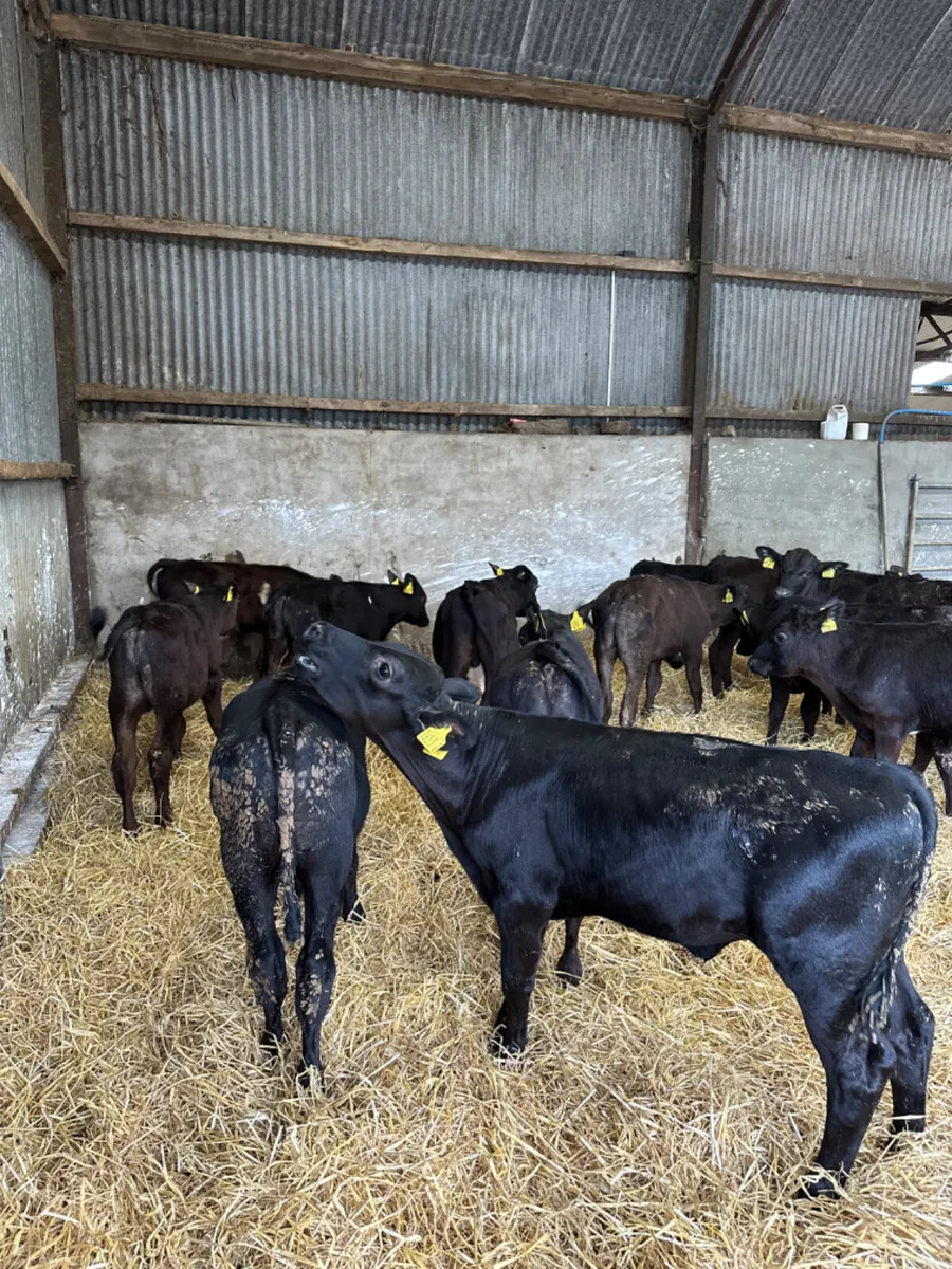 Angus bulls - Image 4