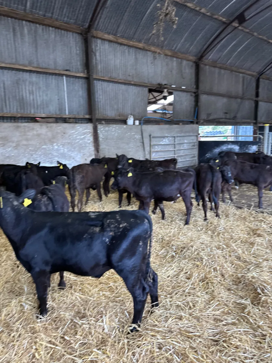 Angus bulls - Image 3