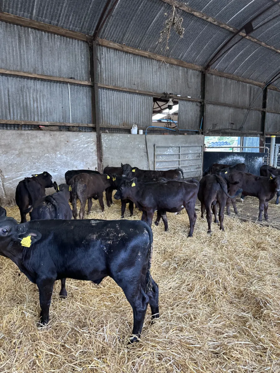 Angus bulls - Image 1
