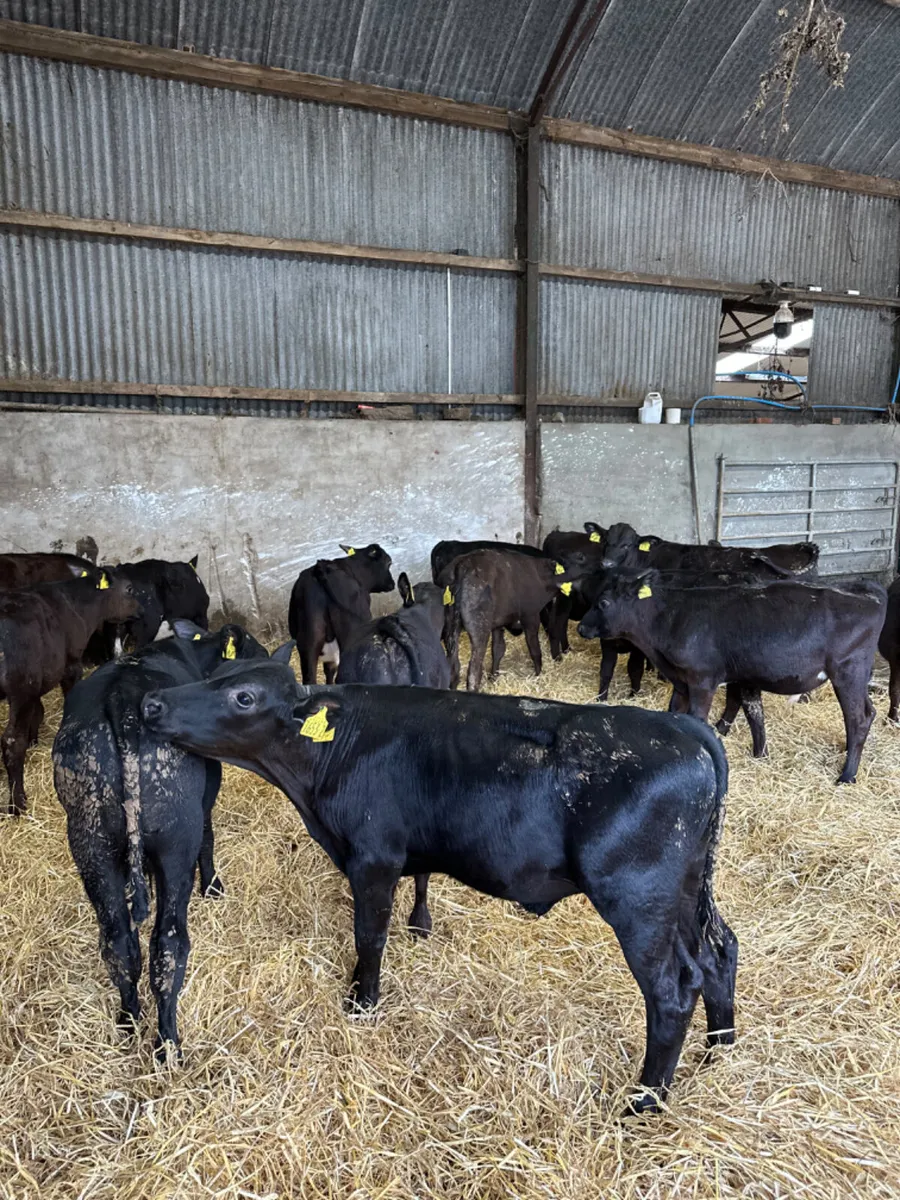 Angus bulls - Image 2
