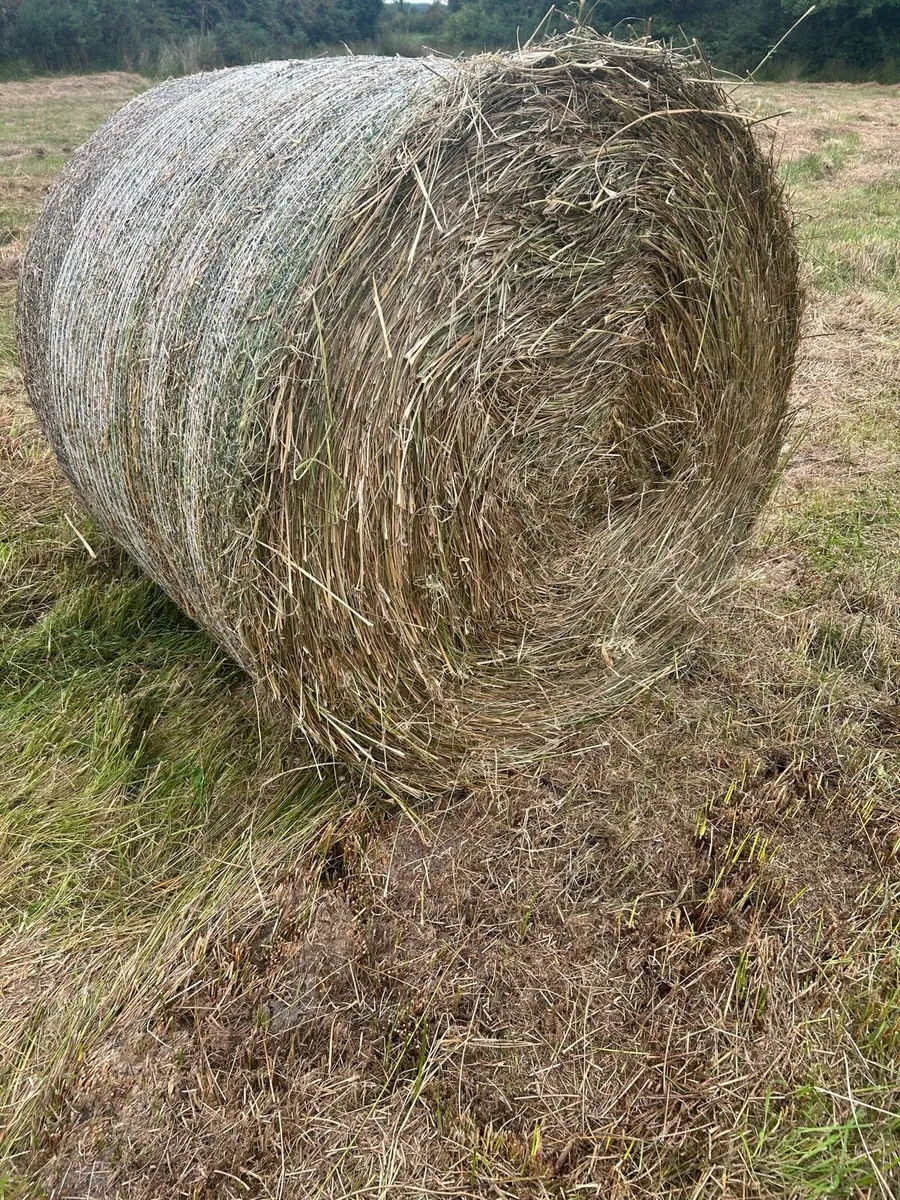 Rushes with grass