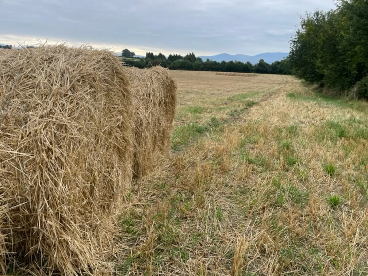 Straw bales - Image 2