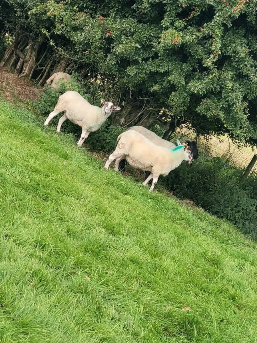 35 breeding hoggets - Image 1