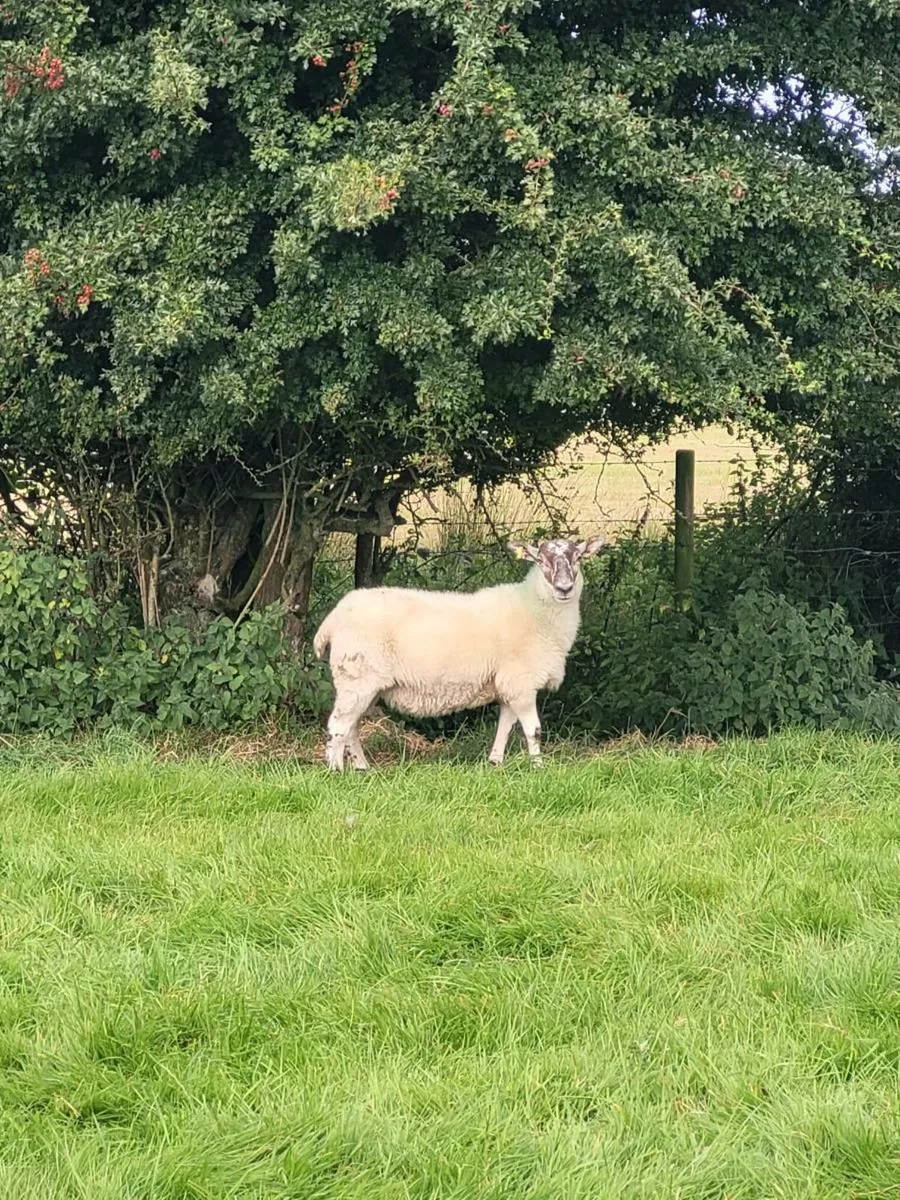 35 breeding hoggets - Image 2