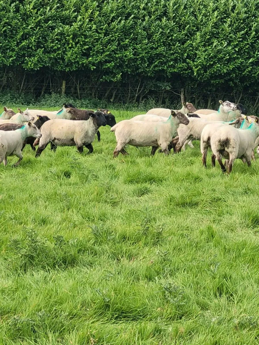 35 breeding hoggets - Image 3