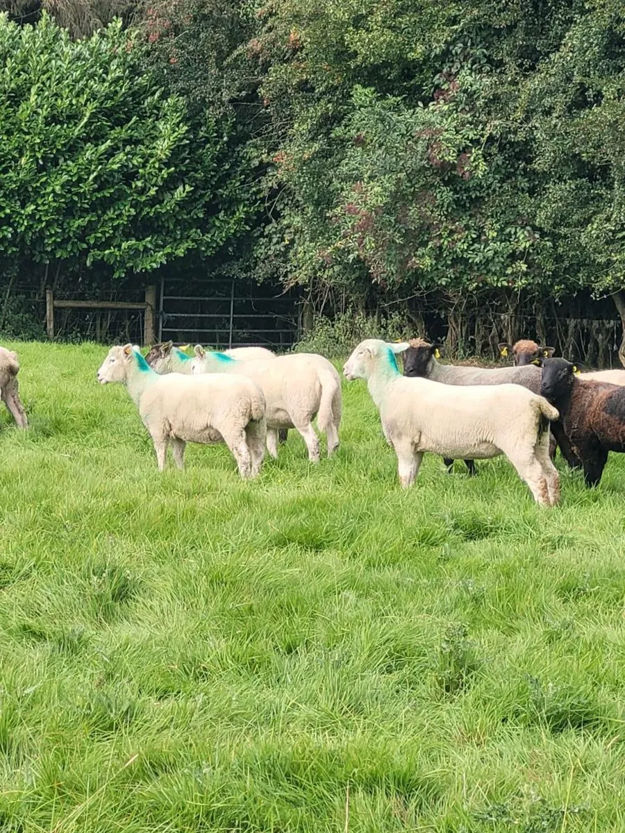 35 breeding hoggets - Image 4