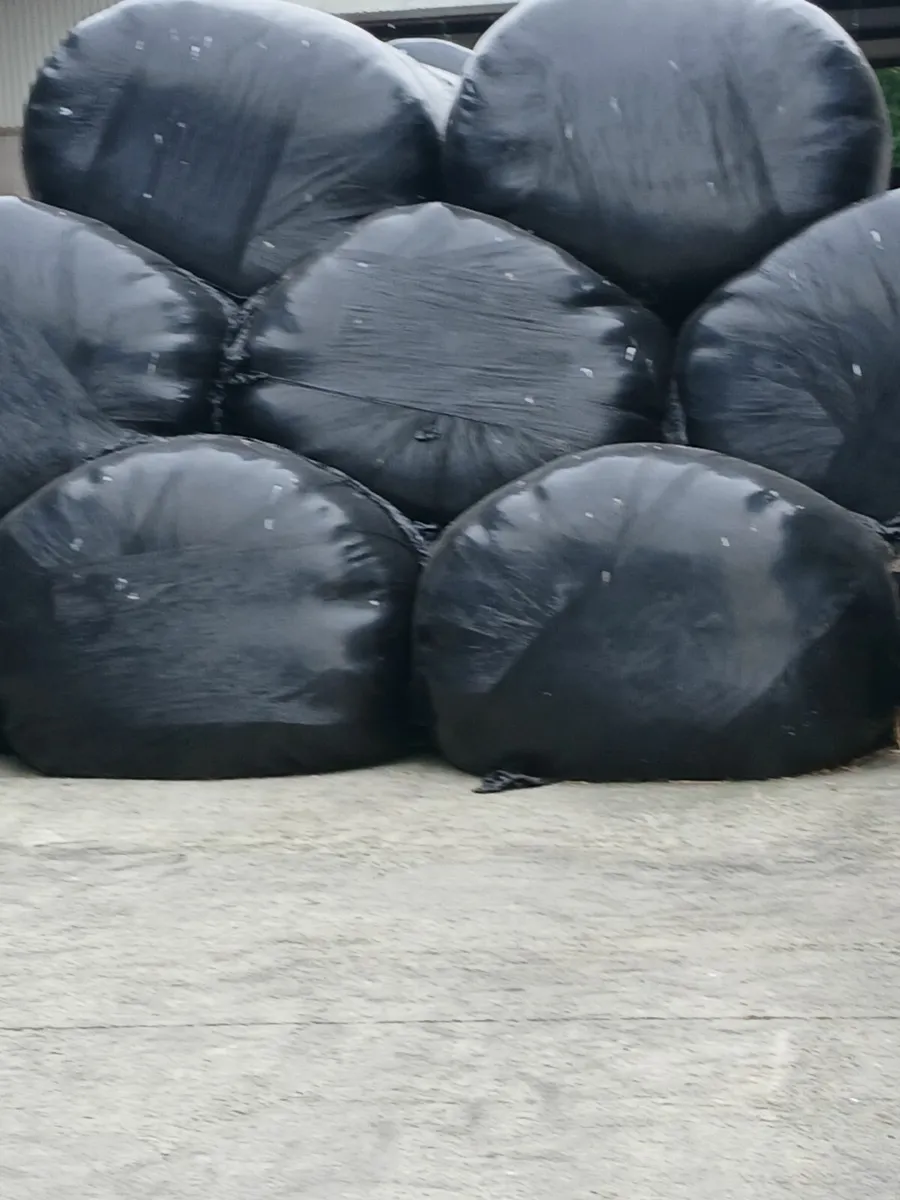 Silage - Image 2