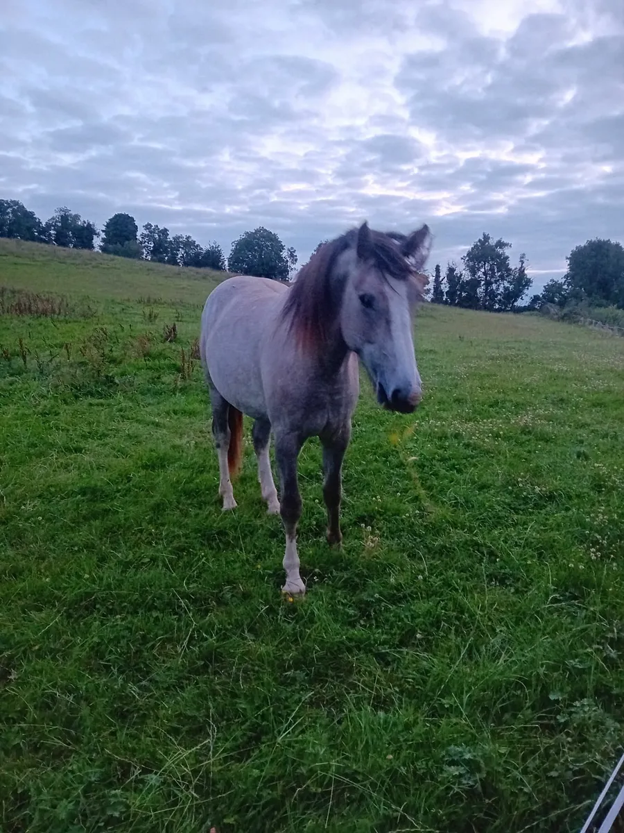 Horse - Image 1