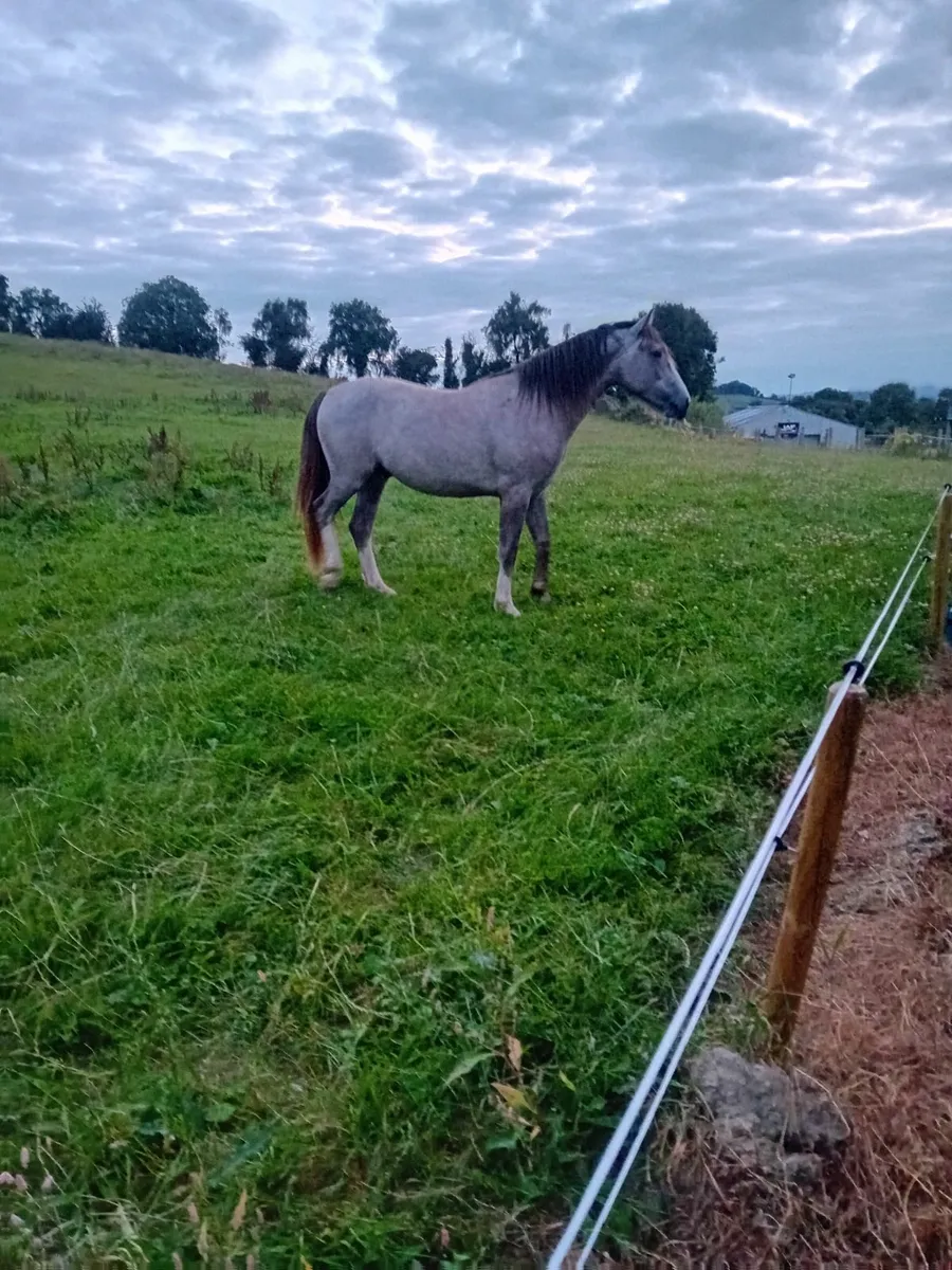 Horse - Image 2