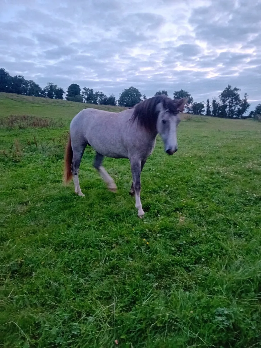 Horse - Image 3