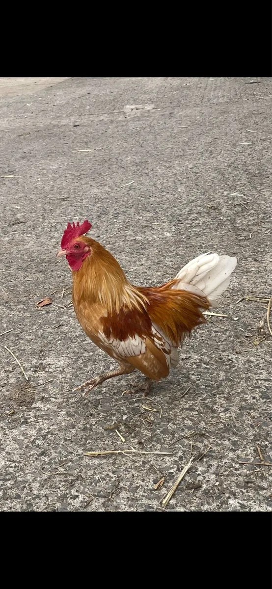 Bantam rooster - Image 1