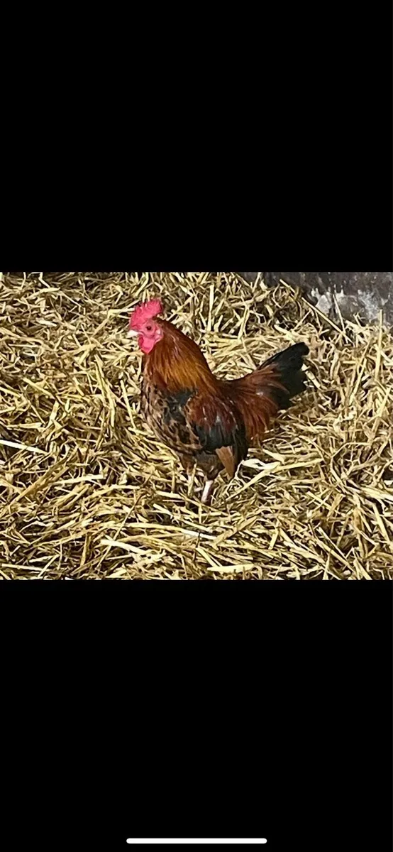 Bantam rooster - Image 2