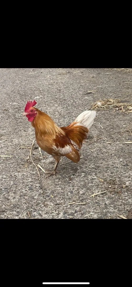 Bantam rooster - Image 3