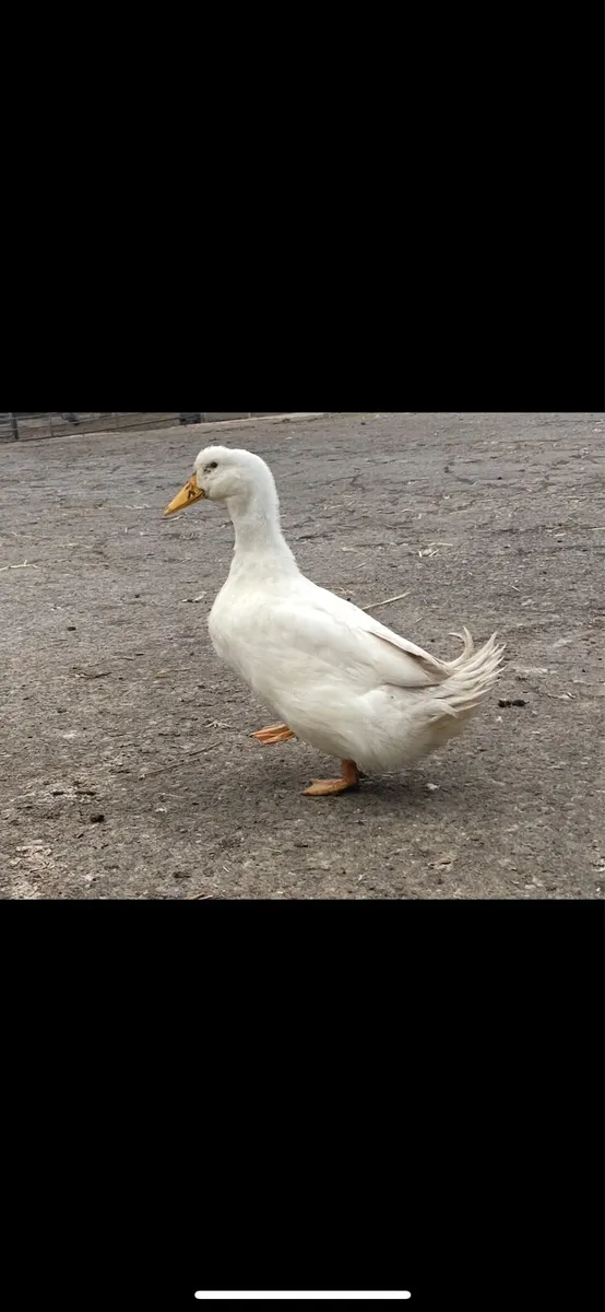 Bantam rooster - Image 4