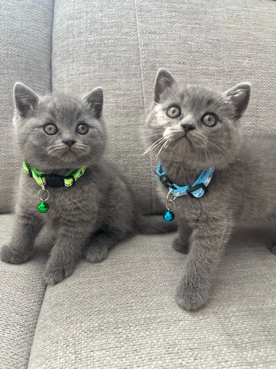 British and Scottish kittens 1 boy left 🥰🐈‍⬛ - Image 1