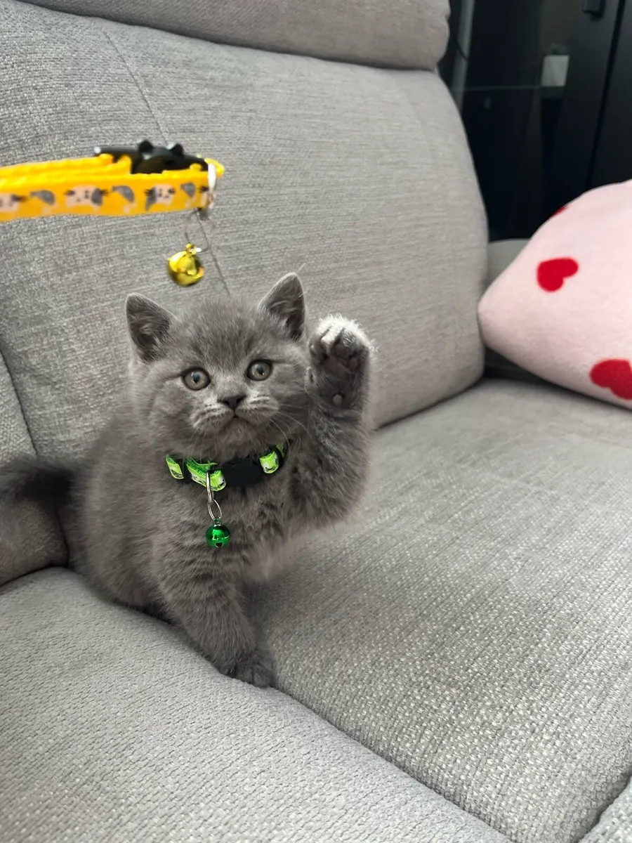 British and Scottish kittens 1 boy left 🥰🐈‍⬛ - Image 3