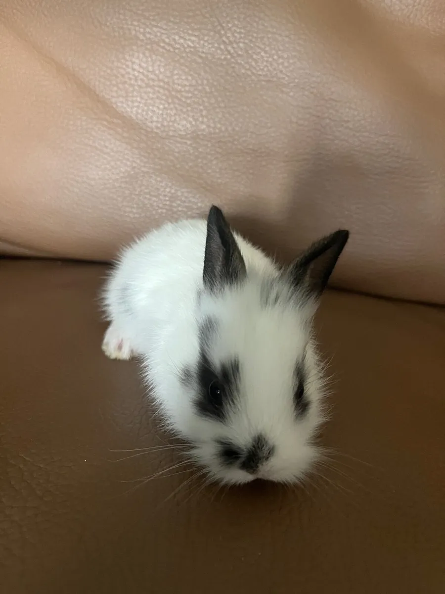 Baby bunnies - Image 1