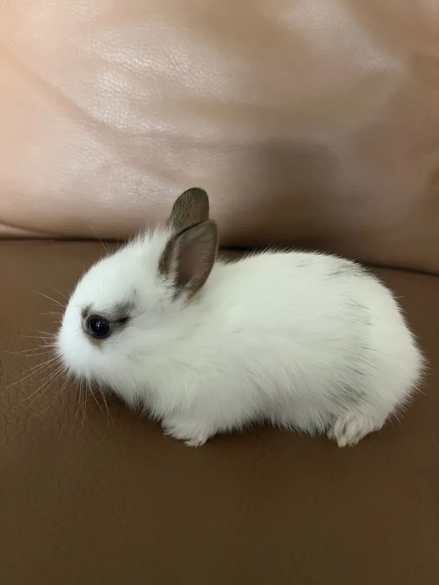 Baby bunnies - Image 2