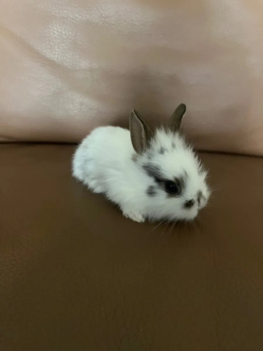 Baby bunnies - Image 3
