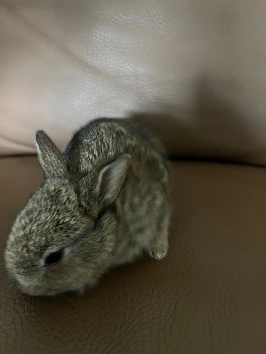 Baby bunnies - Image 4