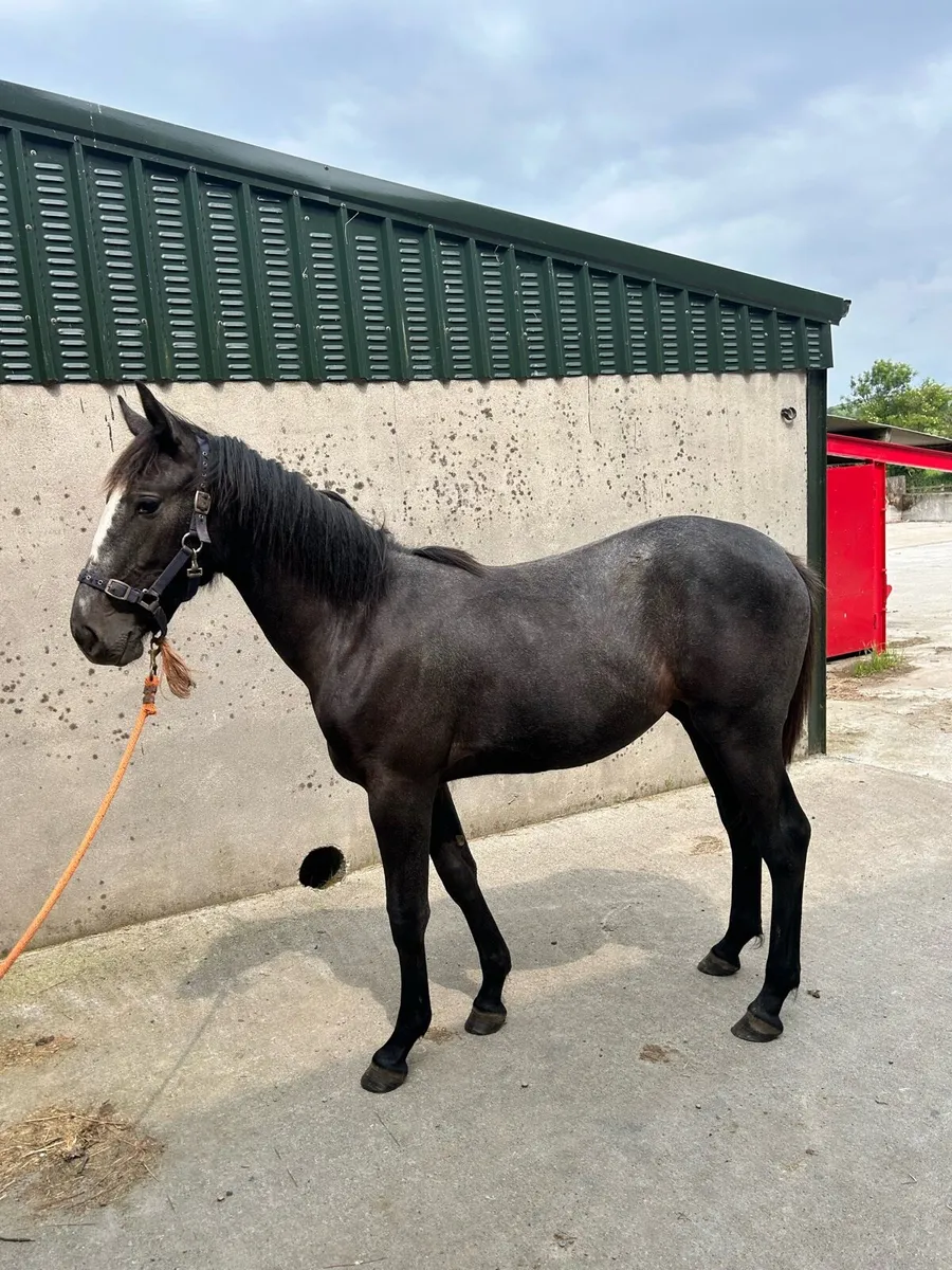 Yearling - Image 1
