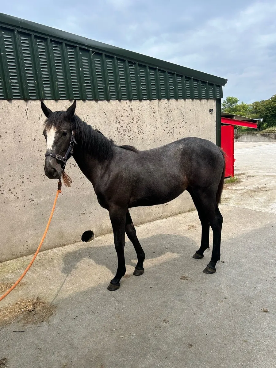 Yearling - Image 2