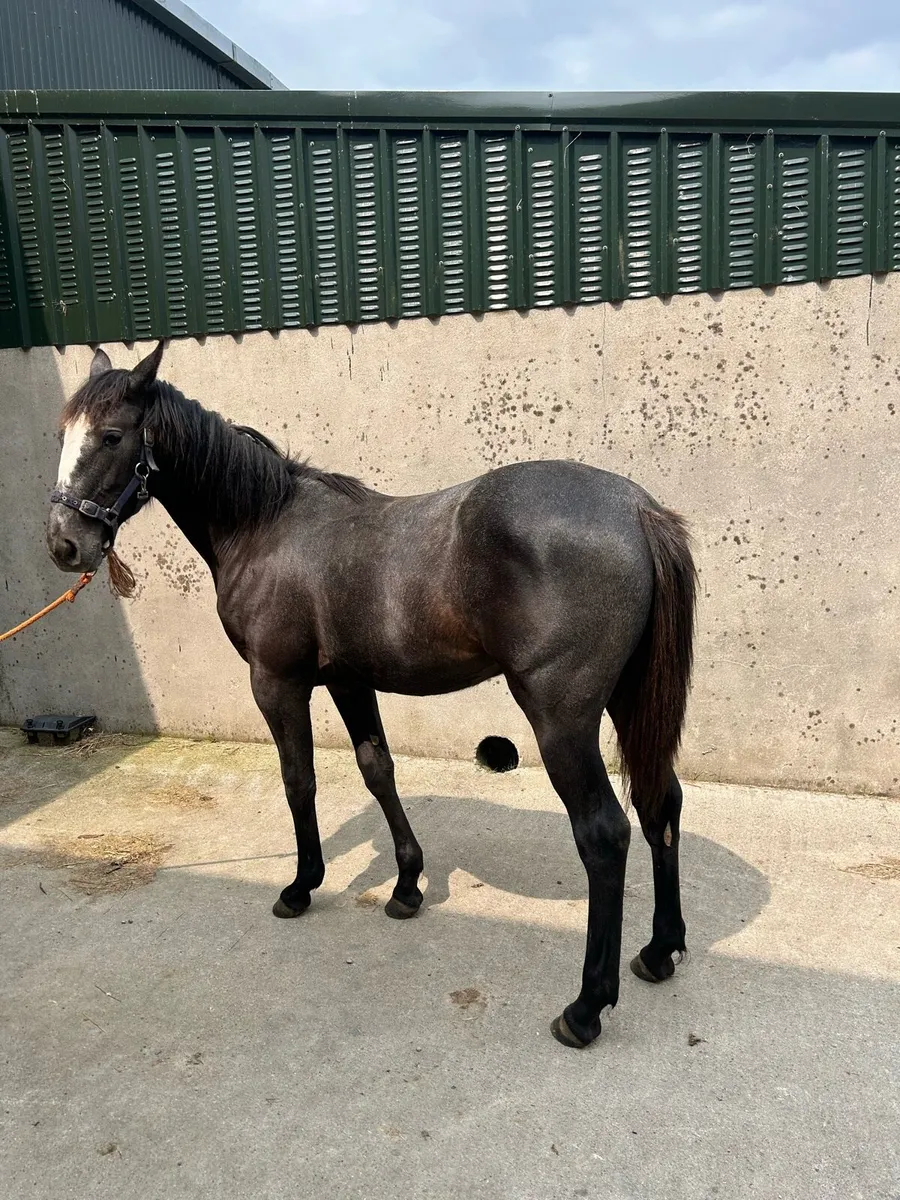 Yearling - Image 3