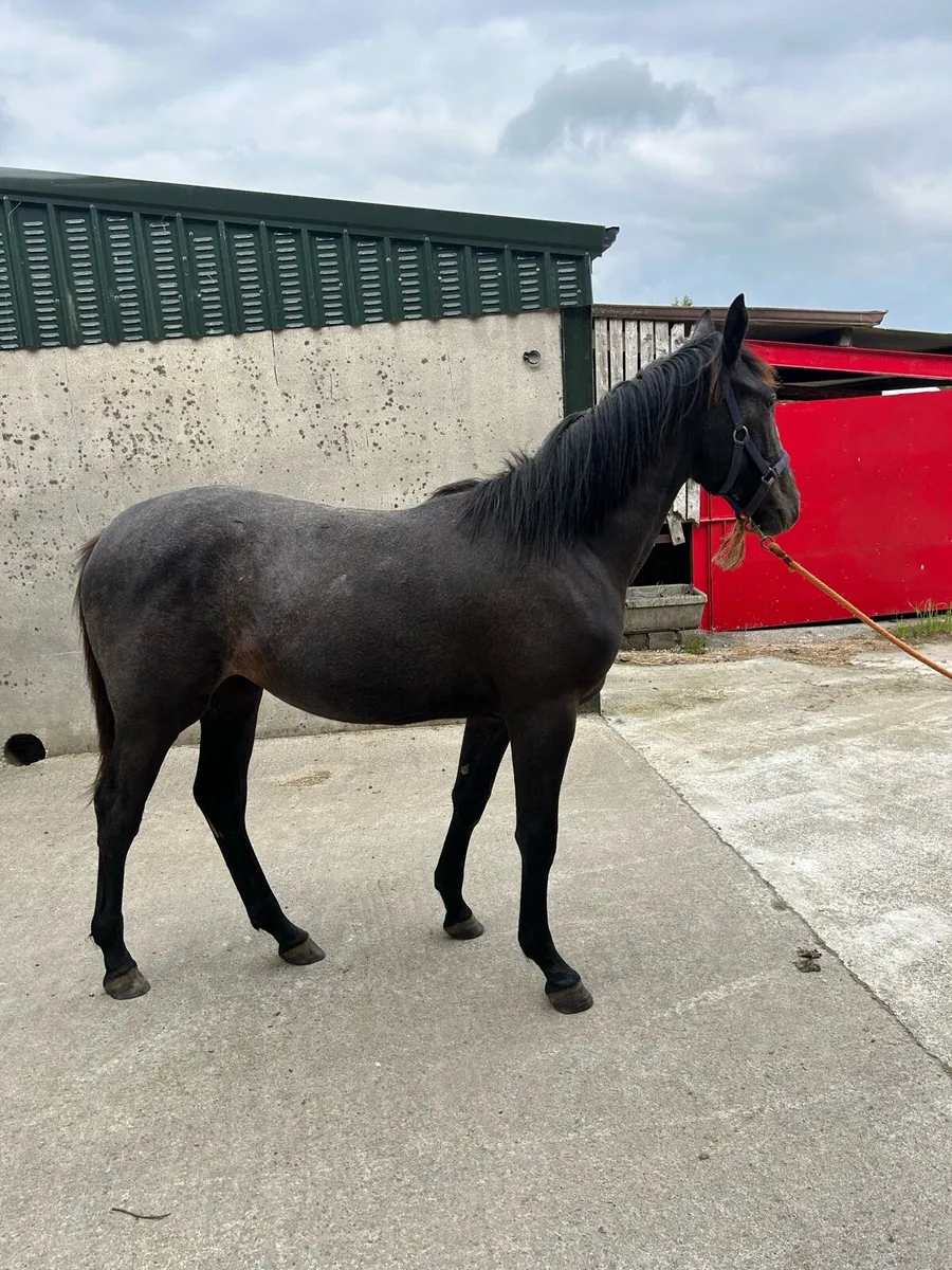 Yearling - Image 4