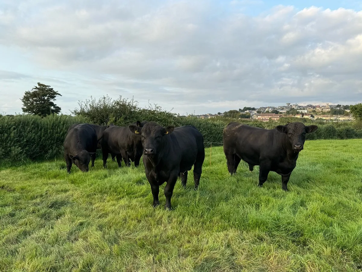 Aberdeen Angus bulls & heifers - Image 1