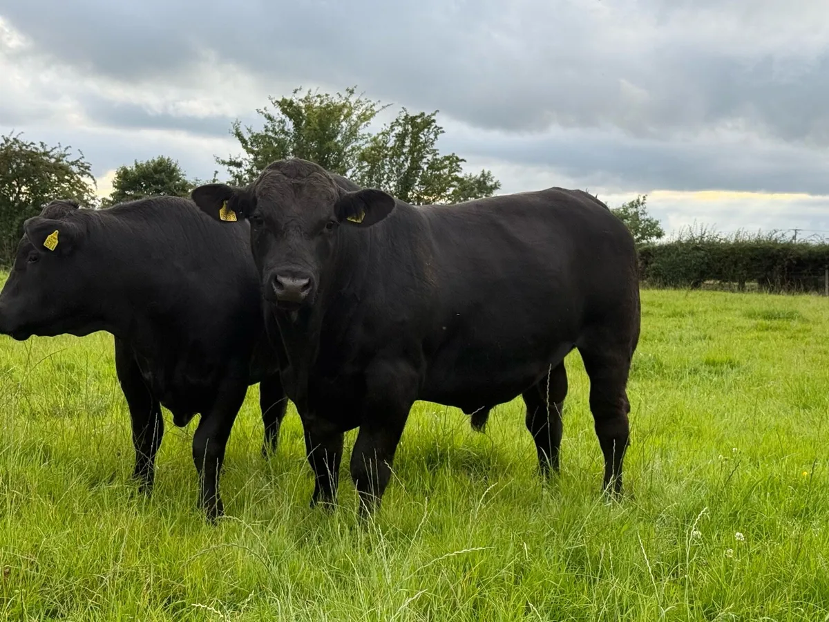 Aberdeen Angus bulls & heifers - Image 3