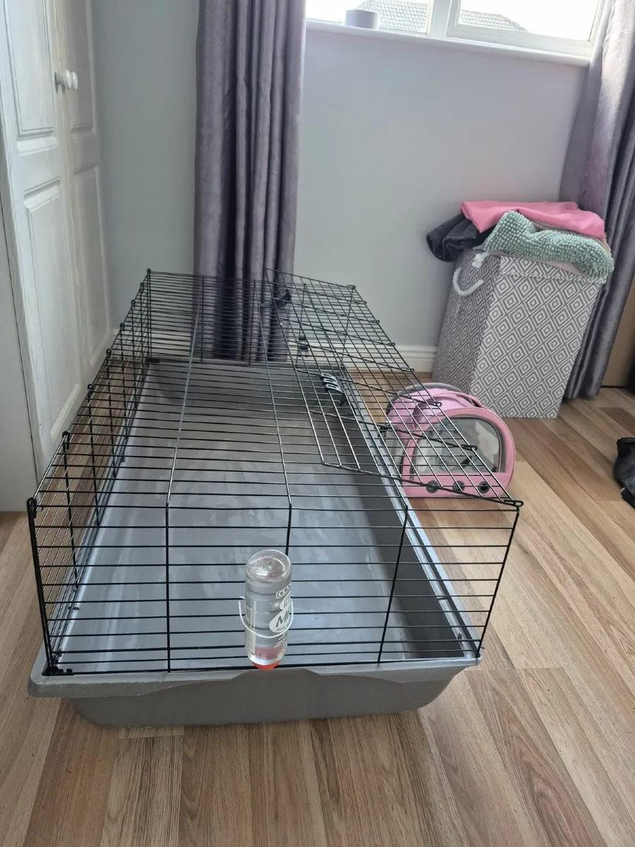 Guinea Pigs - Image 3