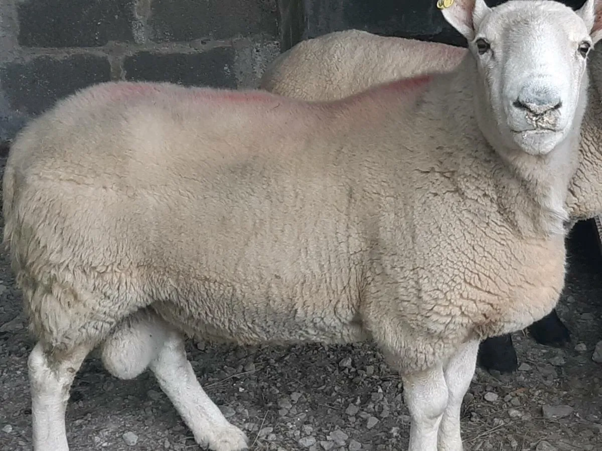 North County Cheviot Ram - Image 1