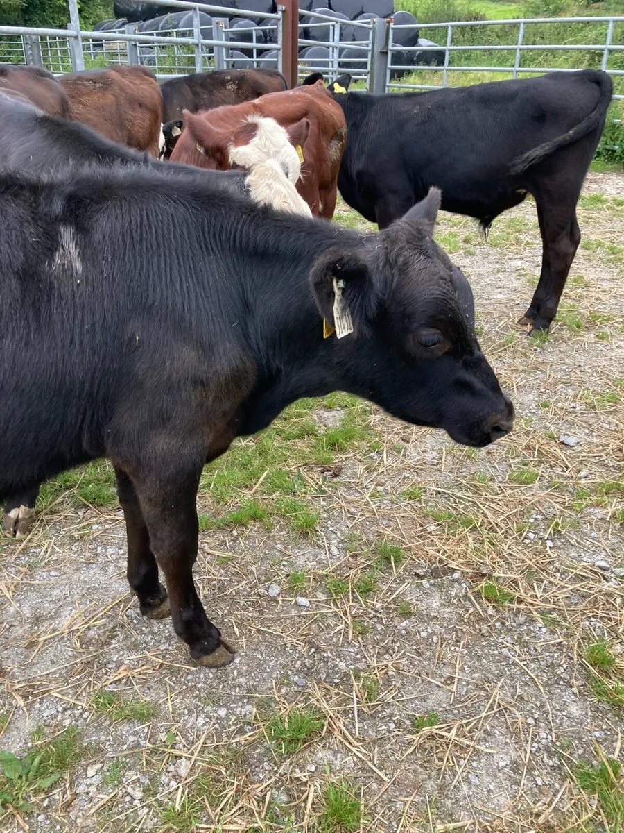 SUPER QUALITY HEX/LIM/AA BULL WEANLINGS - Image 2