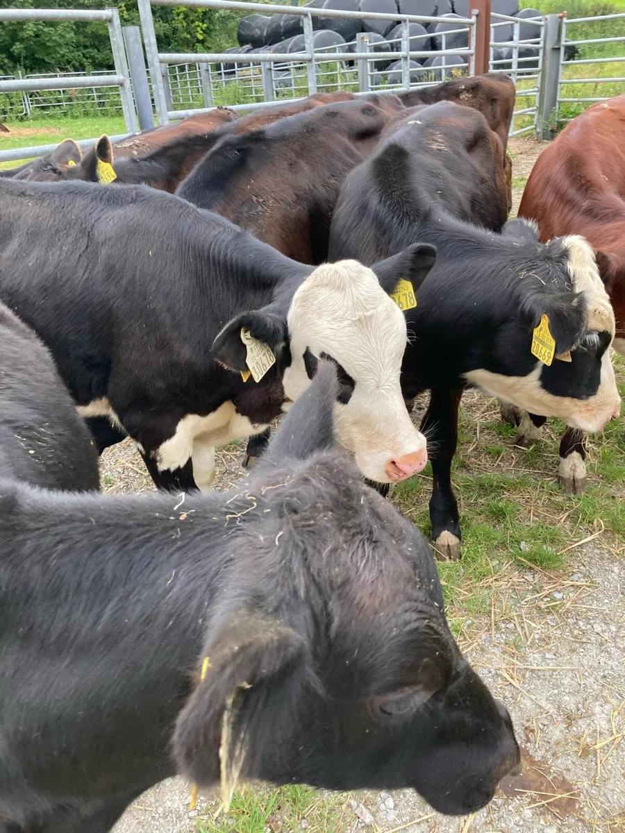 SUPER QUALITY HEX/LIM/AA BULL WEANLINGS - Image 1