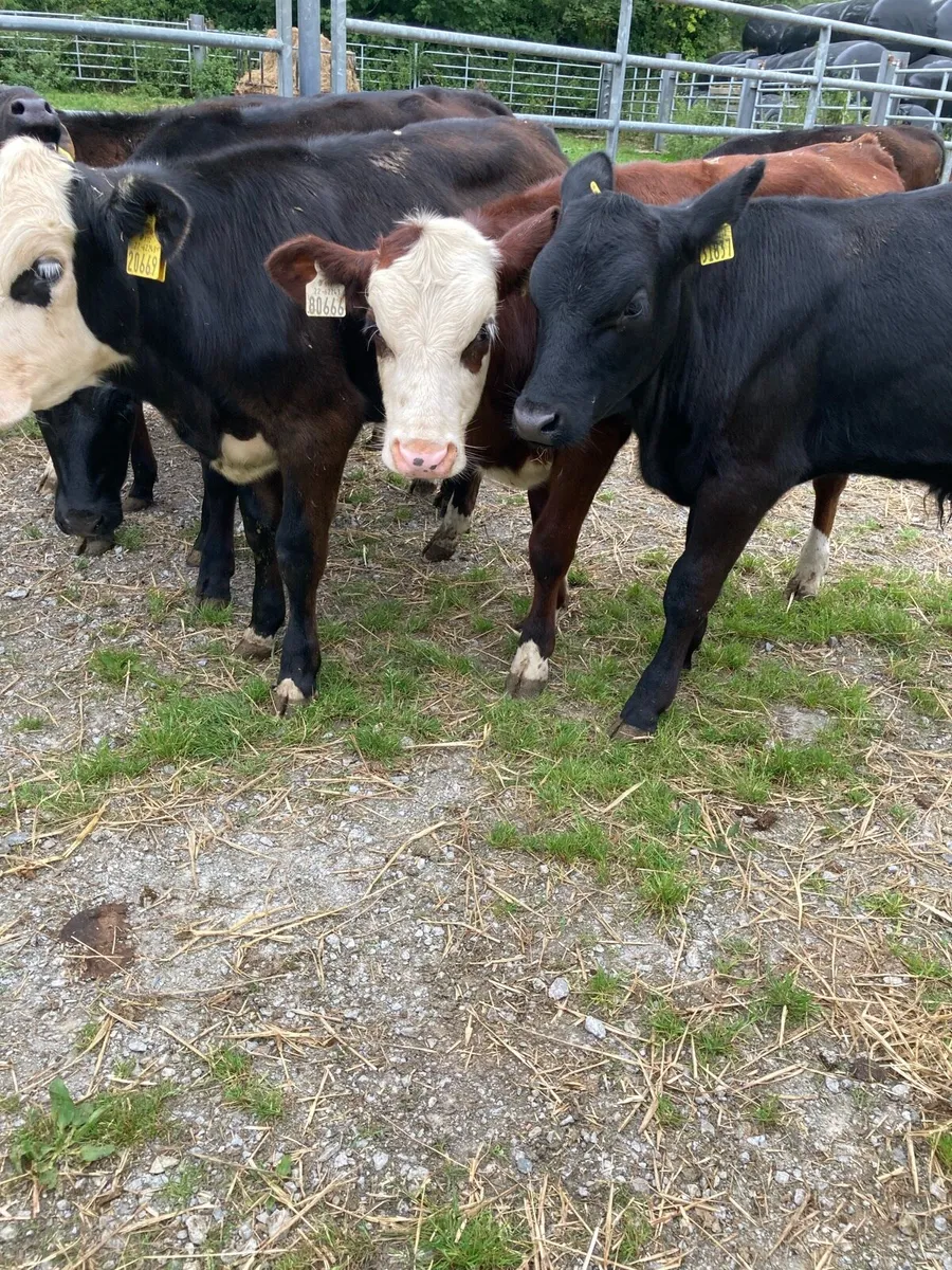 SUPER QUALITY HEX/LIM/AA BULL WEANLINGS - Image 3