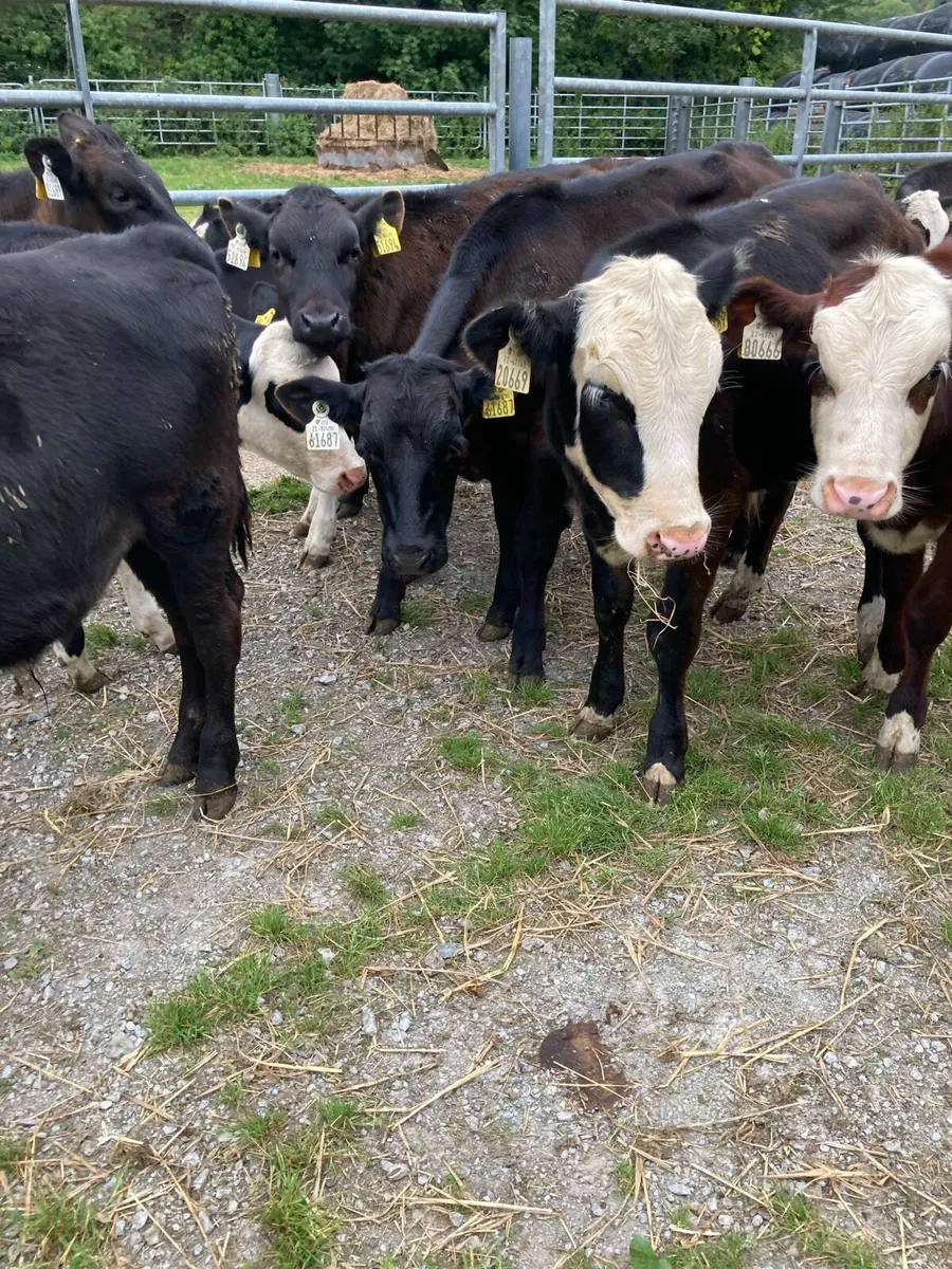 SUPER QUALITY HEX/LIM/AA BULL WEANLINGS - Image 4