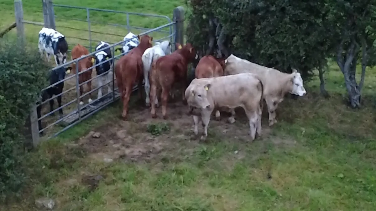 Calves - Image 1