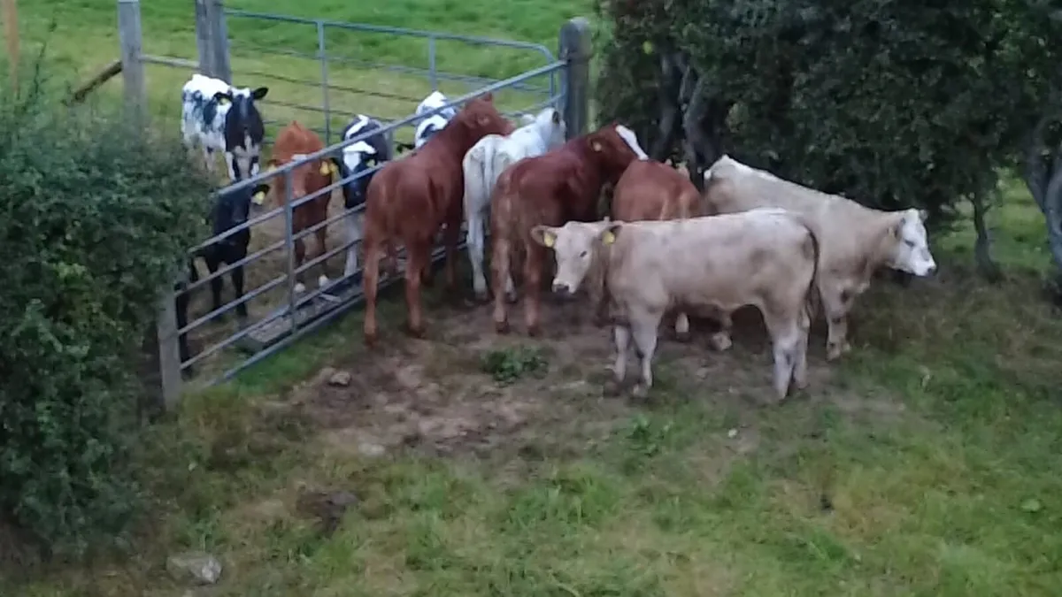 Calves - Image 2