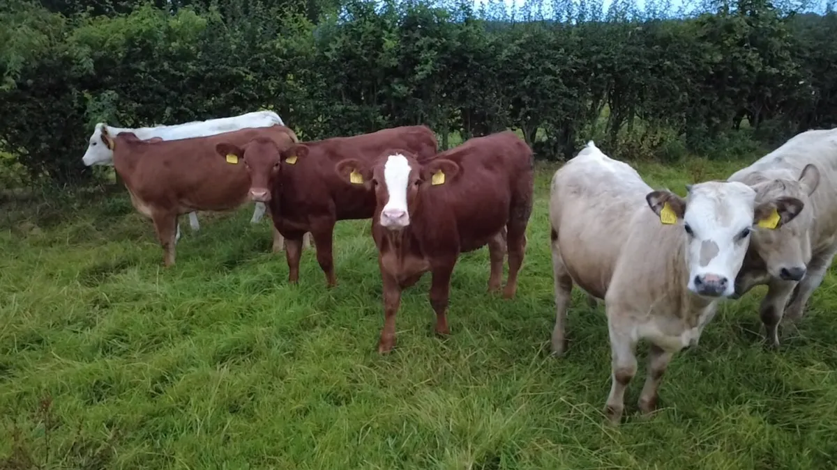 Calves - Image 3