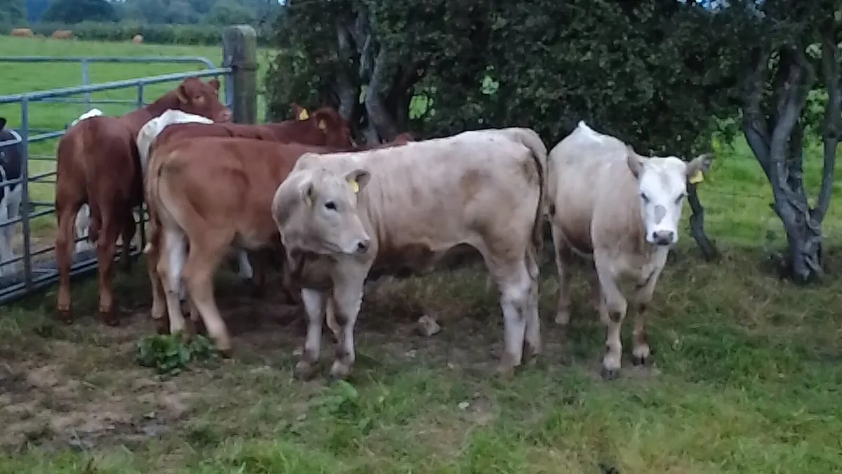 Calves - Image 4